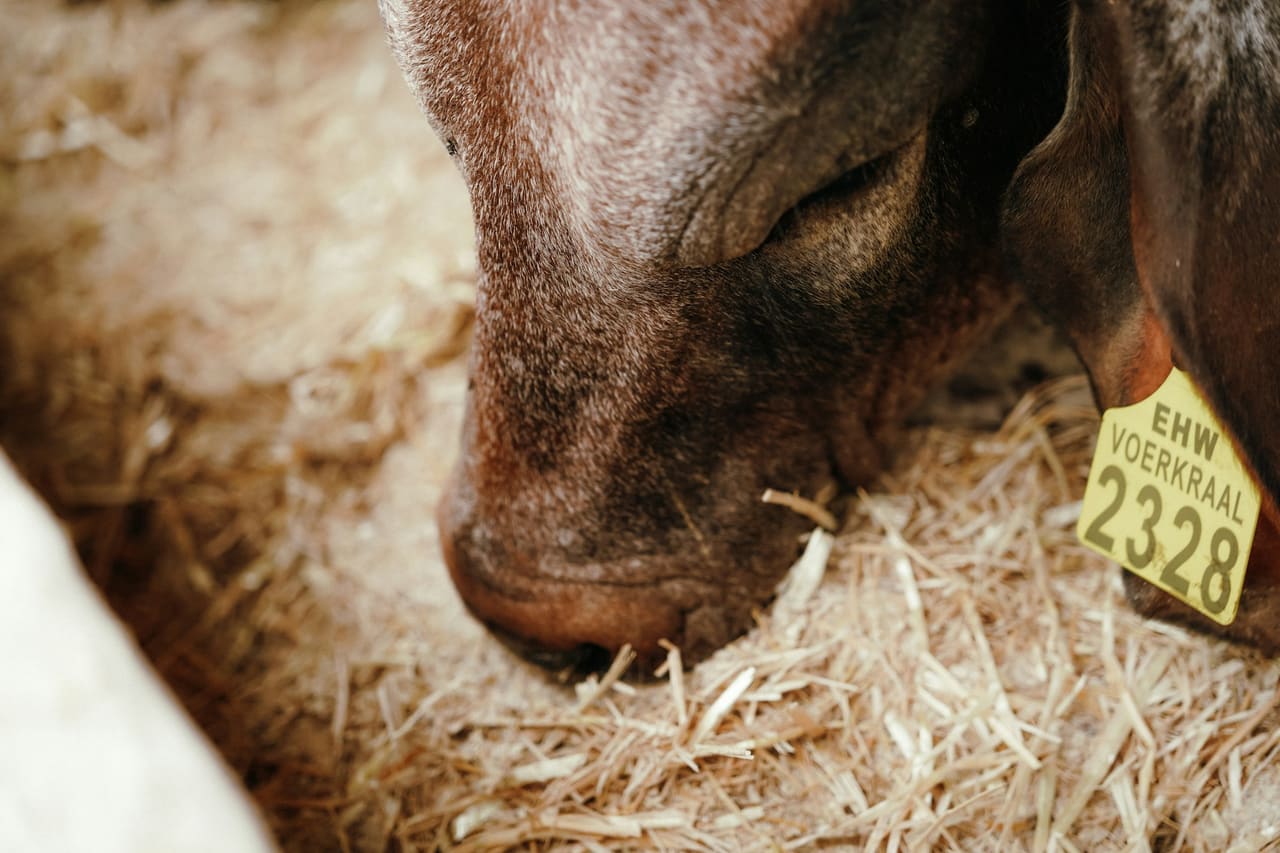 Cattle eating from a feed trough