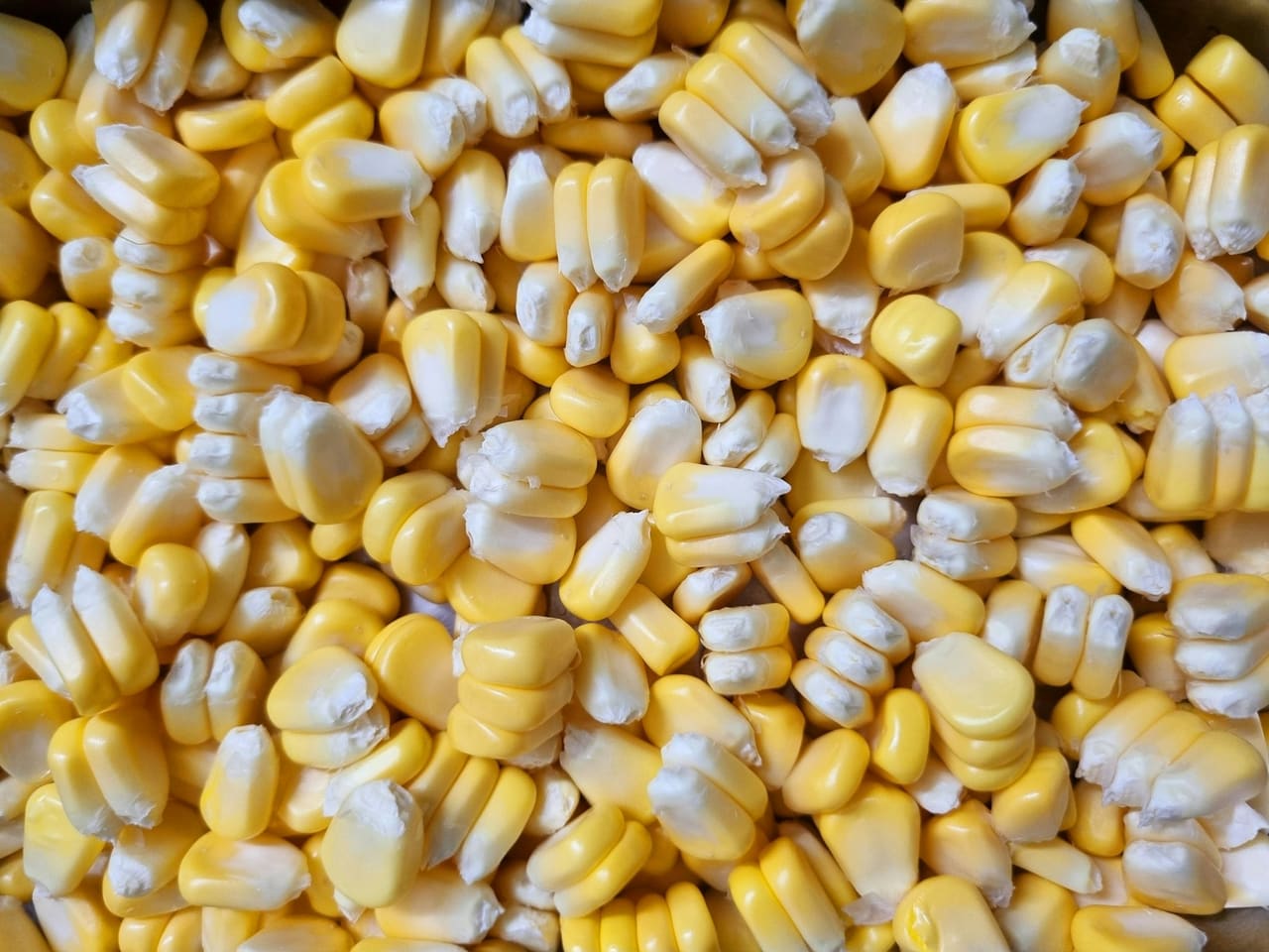 White and yellow maize kernels