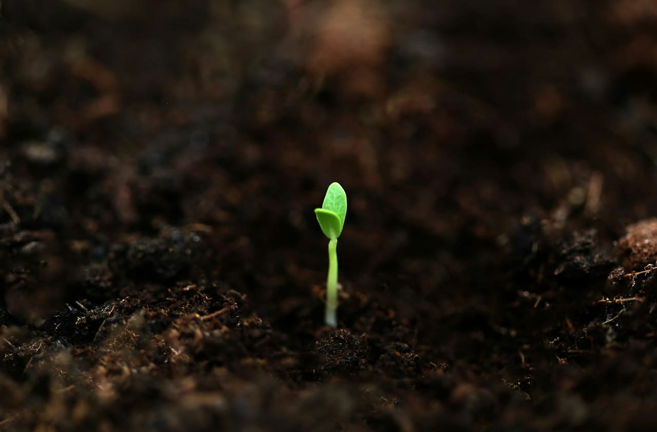 A seedling emerging from dark soil